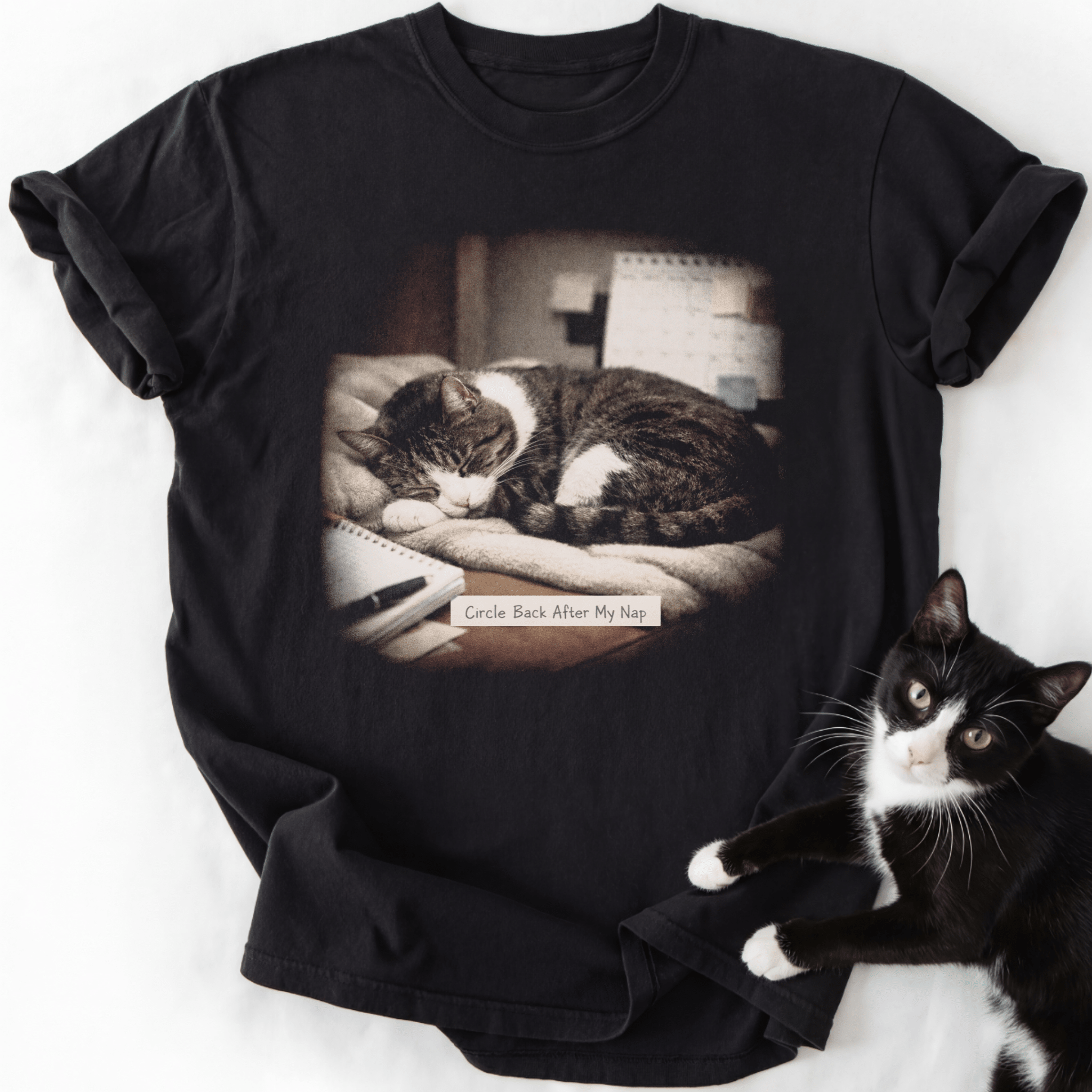 Cat napping, illustrating why cats sleep so much