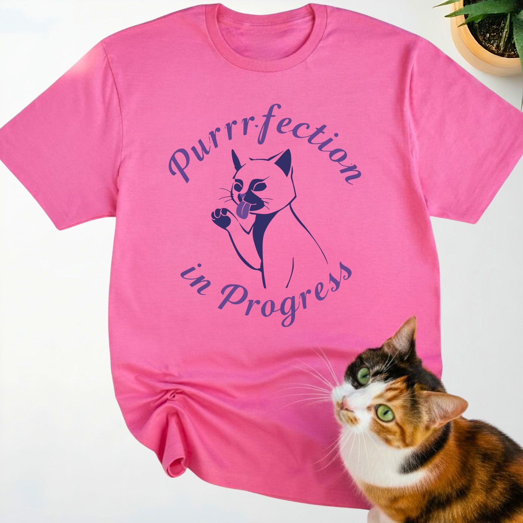 Purrrfection In Progress